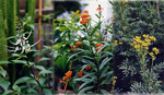 Photos of some species of herbs in the herbal garden
